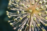Round inflorescence of wild perennial plant