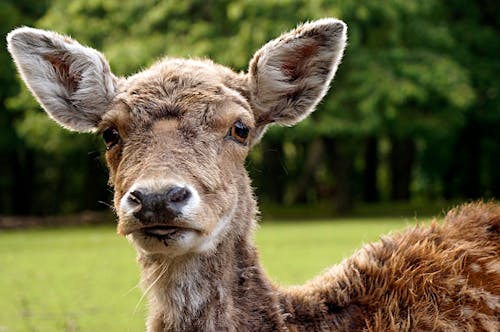 Free stock photo of animal portrait, deer