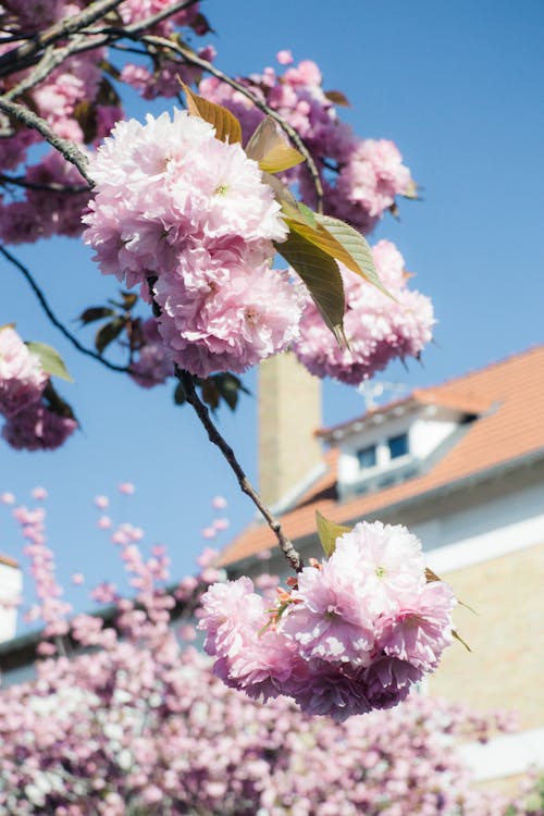 Immagine gratuita di fiore di ciliegio, fiori, fiori bellissimi