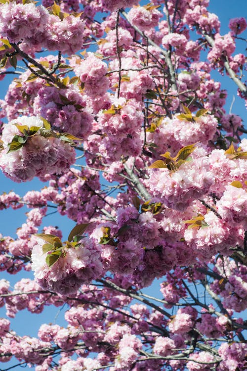 Ilmainen kuvapankkikuva tunnisteilla jousi, kauniit kukat, kevätkukat