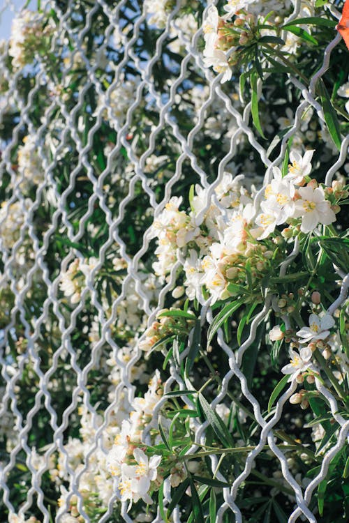 Immagine gratuita di fiori, fiori bianchi, fiori che sbocciano
