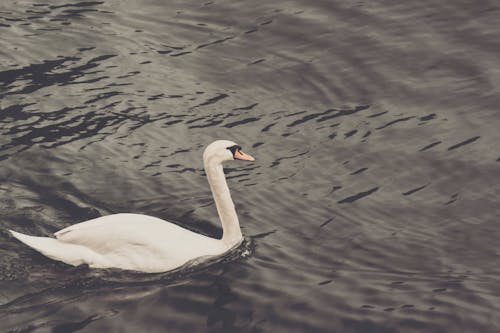 White Swan on Body of Water