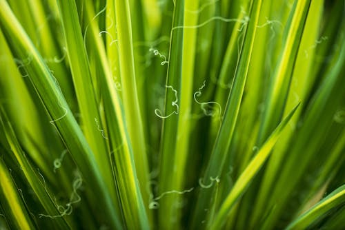 Green Leaf Plant in Macro Photography