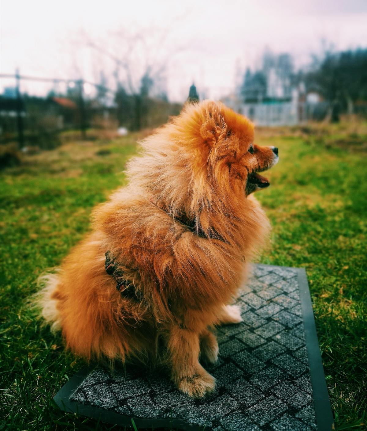 Ricompensa su tappetino per viziare il cane in modo sano con regole chiare