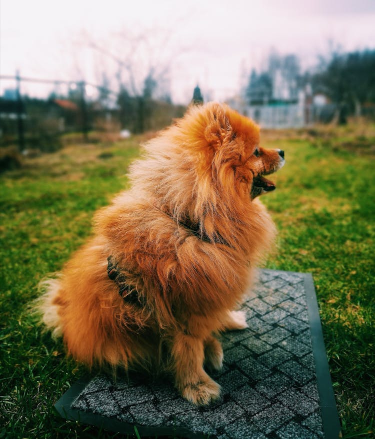 Brown Pomeranian Dog On Floor Mat