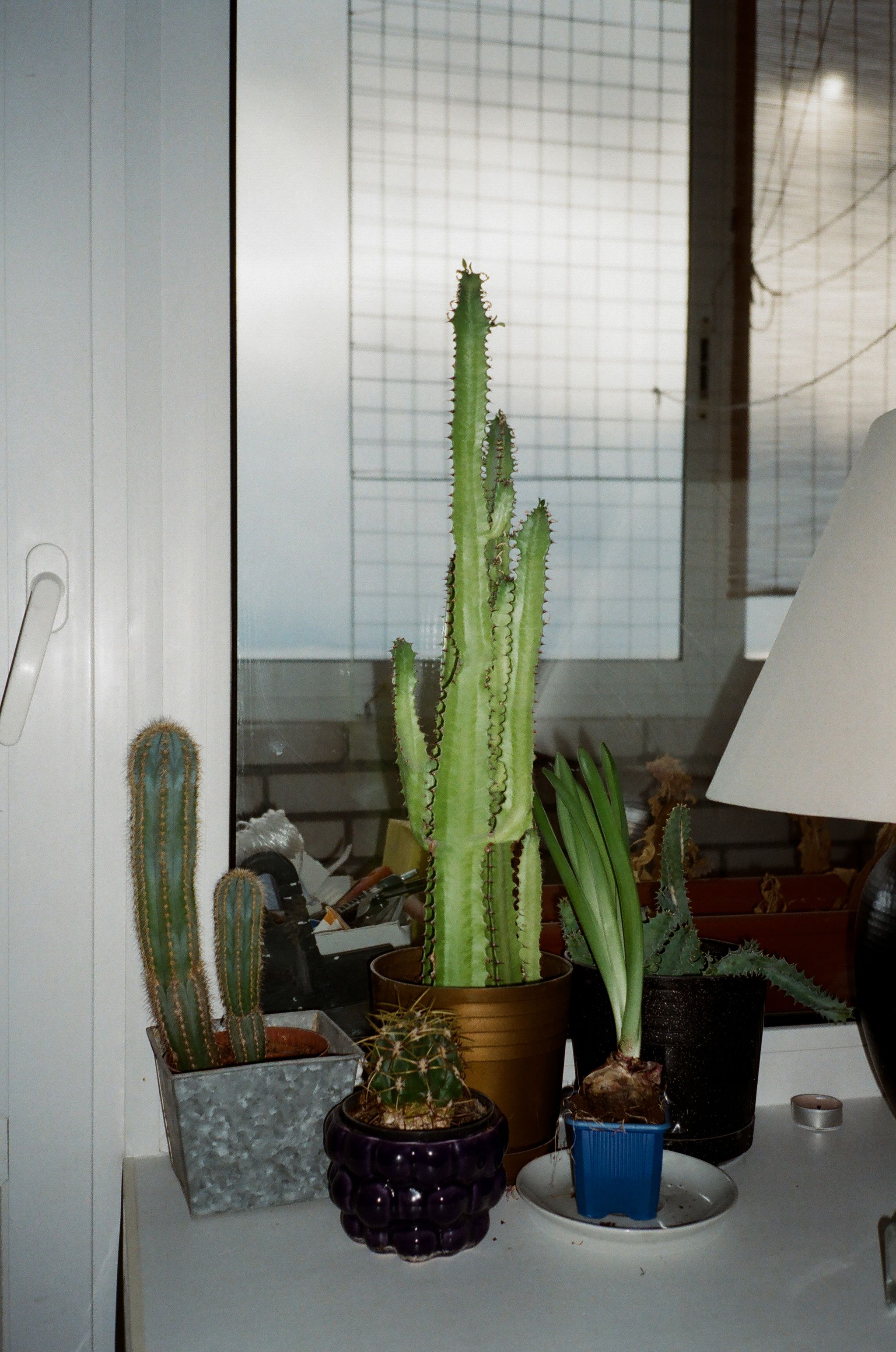 Assorted pots with prickly green cacti with uneven surface on table near balcony window and door in flat