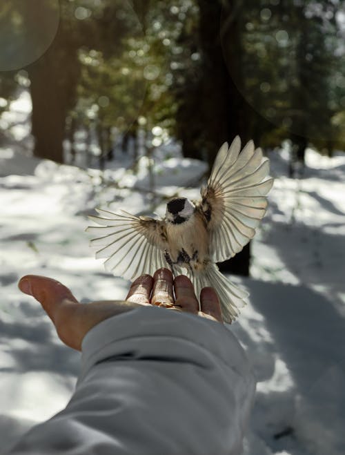 Free White and Black Bird on Persons Hand Stock Photo