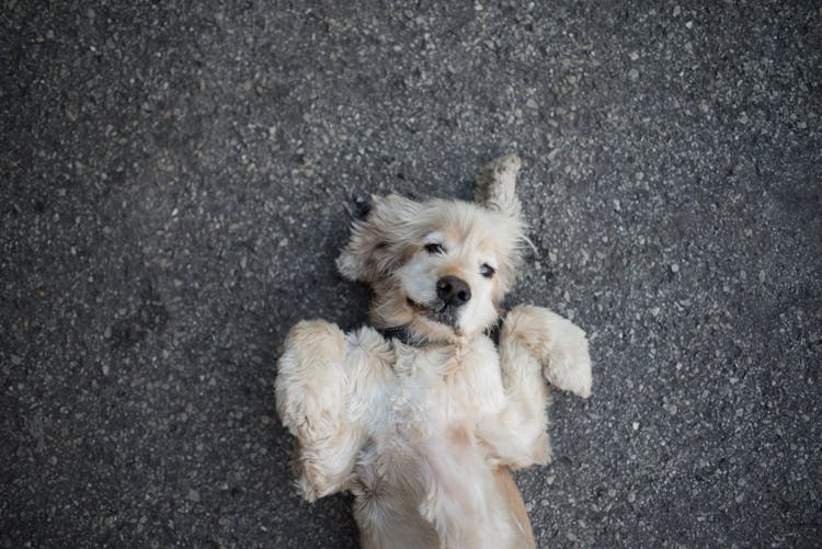 Brown Dog Lying On The Ground