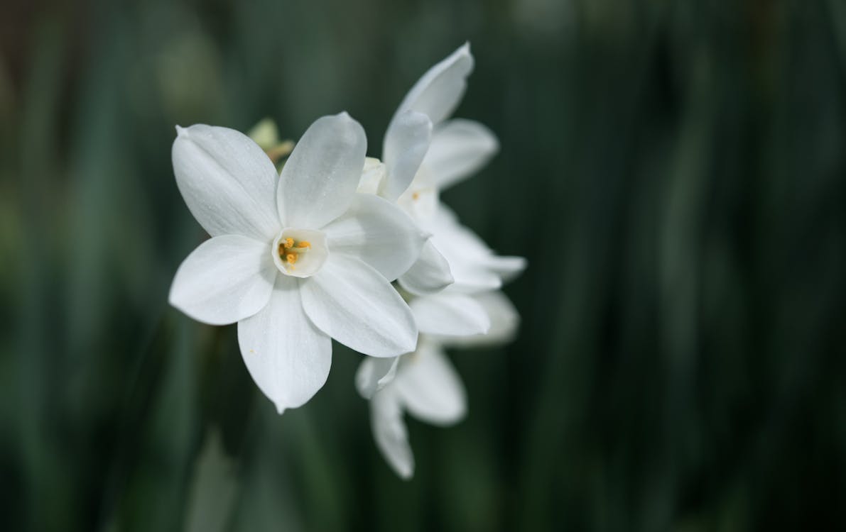 Free White Flowers in Tilt Shift Lens Stock Photo