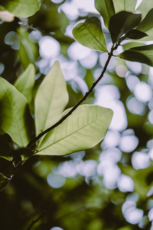 Photos gratuites de arbre, bokeh, branche