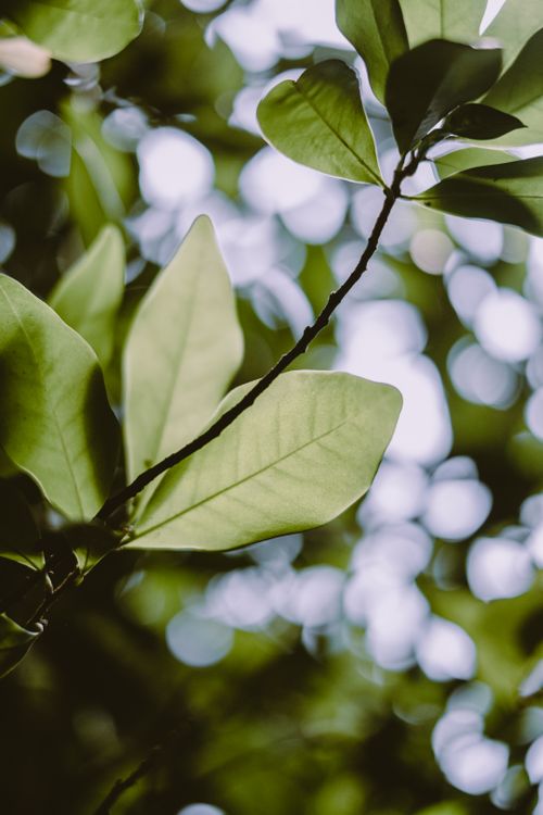 Free Vibrant green leaves against a soft blurred bokeh background, showcasing natural beauty. Stock Photo