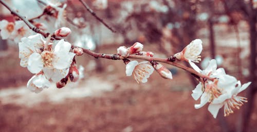 Kostenloses Stock Foto zu ast, baum, blumen