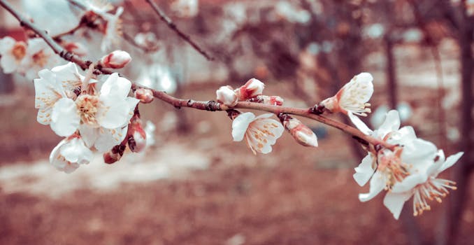 美丽的樱花盛开，以娇艳的花瓣预示着春天的到来