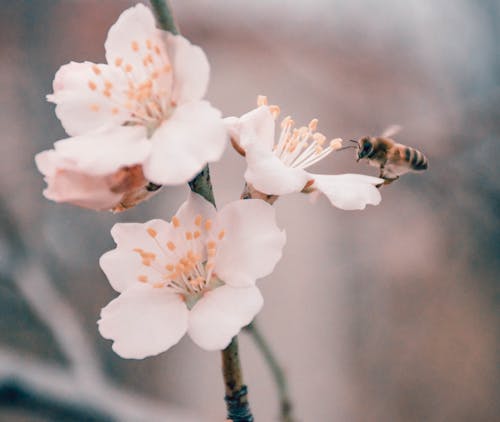 Photos gratuites de abeille, bourgeons de fleurs, branche
