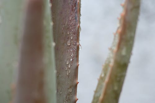 Photos gratuites de aloe, Aloe vera, centrale