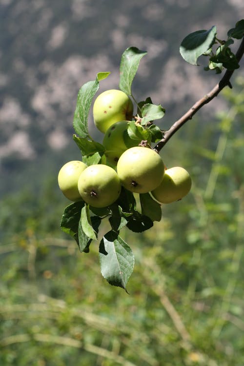 Kostnadsfri bild av äpple, gult äpple, vilda äpple