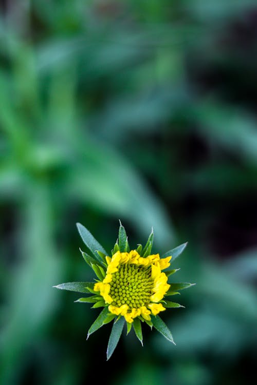 Yellow Flower in Tilt Shift Lens