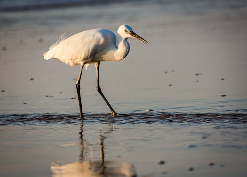 佛羅里達大沼澤地, 動物攝影, 反射 的 免費圖庫相片