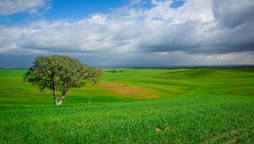 Green Grass Field Under Blue Sky