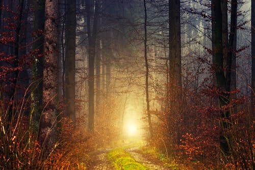 Fotos de stock gratuitas de al aire libre, amanecer, árbol