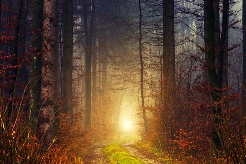 Free Spectacular view of colorful sunrise in silent forest with growing trees with dry branches between path with grass Stock Photo