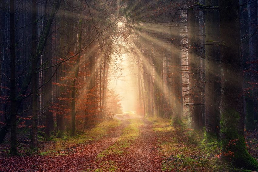 Un sendero del bosque iluminado por el sol