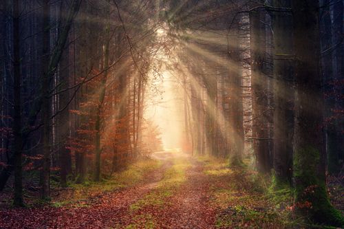 Free Picturesque view of grass path between growing trees illuminated by bright sun in morning during sunrise Stock Photo