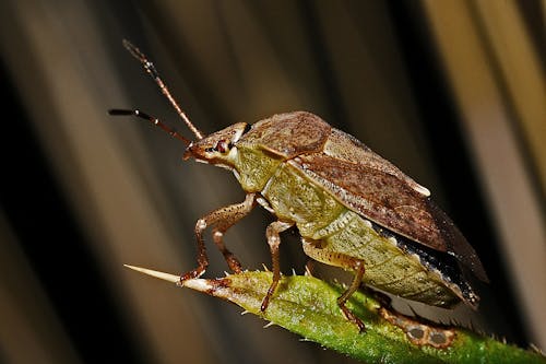 Insetto Verde Foglia