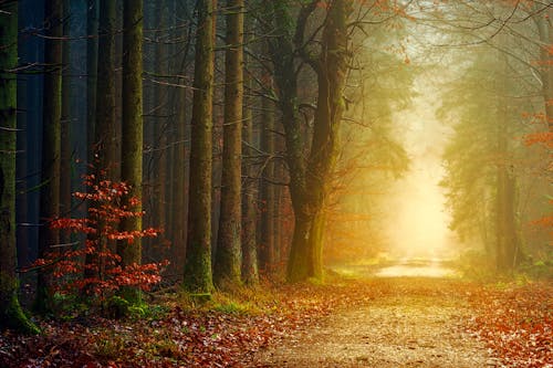 Free Spectacular view of pathway in soundless woodland with trees and blooming shrubs illuminated by bright sun during sunrise in morning Stock Photo