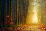 Spectacular view of pathway in soundless woodland with trees and blooming shrubs illuminated by bright sun during sunrise in morning