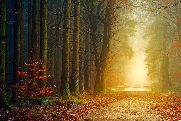 Magic Path In Forest Illuminated By Colorful Sunlight At Dawn