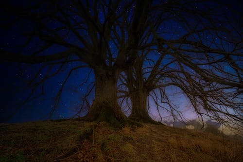 Bezpłatne Darmowe zdjęcie z galerii z ciemny, drzewa, gałęzie Zdjęcie z galerii
