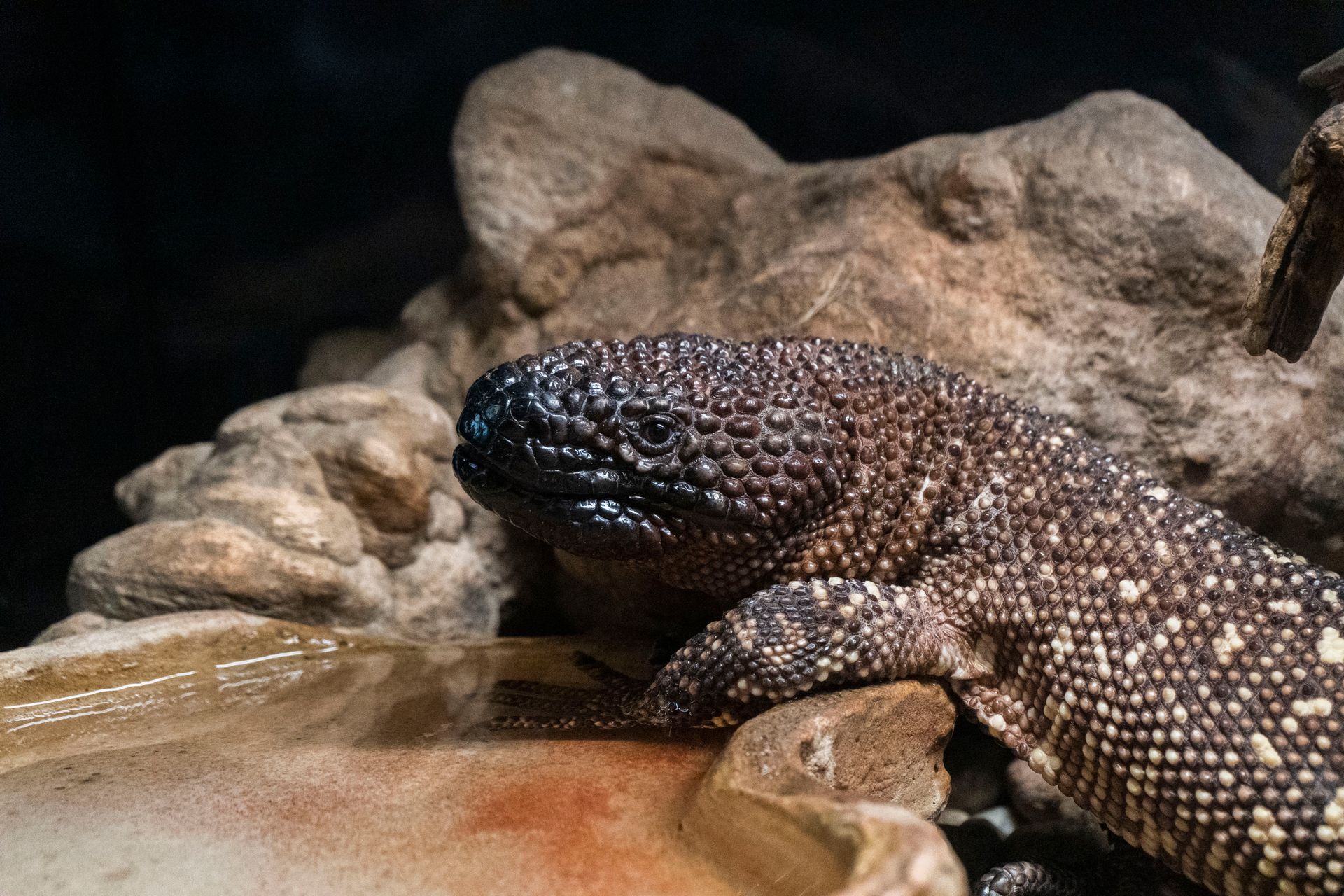 Heloderma Animal on Brown Rock
