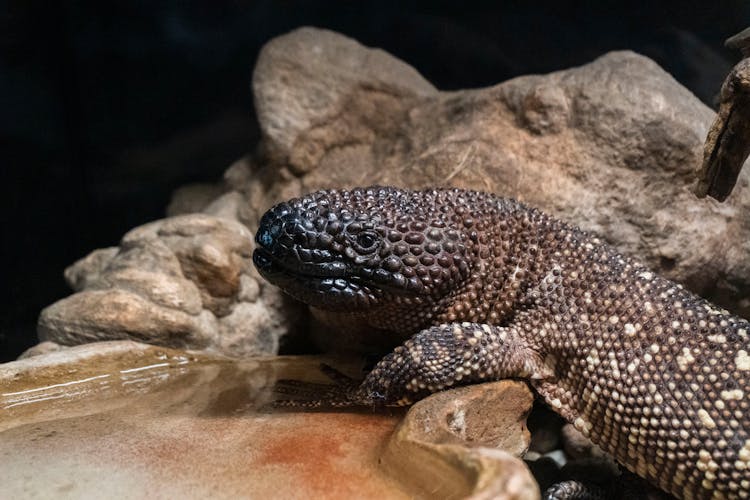 Heloderma Animal On Brown Rock