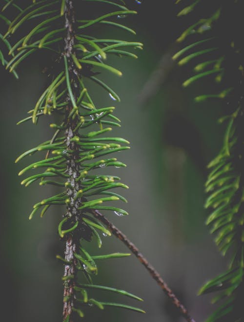 Gratis stockfoto met bladeren, boom, buiten