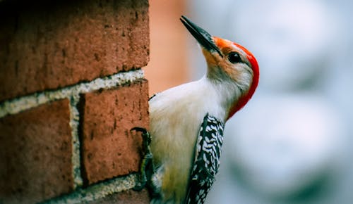 White Black and Red Bird on Brown Brick Wall