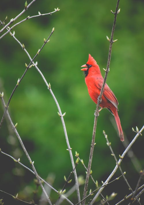 Immagine gratuita di albero, animale, appollaiato