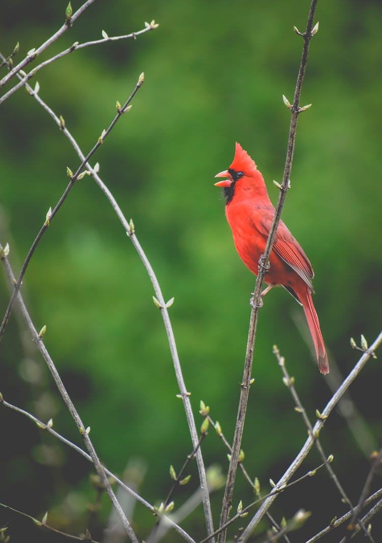 Red Cardinal Bird Perched On Brown Tree Branch