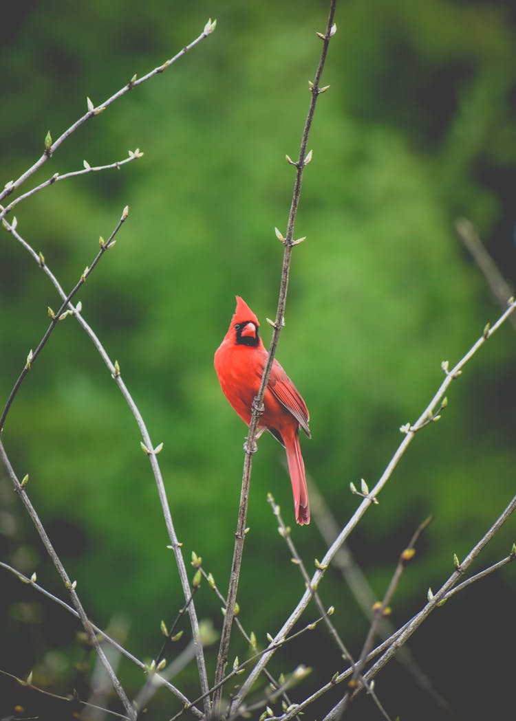 Red Cardinal Bird Perched On Brown Tree Branch