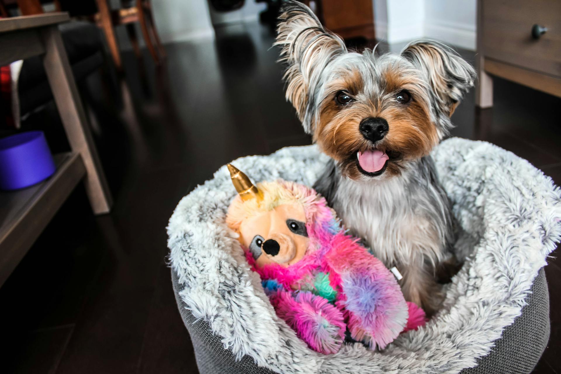 Bruine en zwarte Yorkshire Terrier puppy op witte textiel