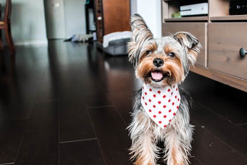 Free Brown and Black Yorkshire Terrier Puppy Stock Photo