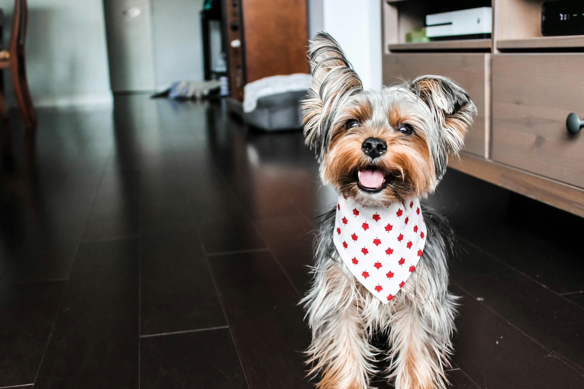 Bruna och svarta Yorkshire Terrier valpar