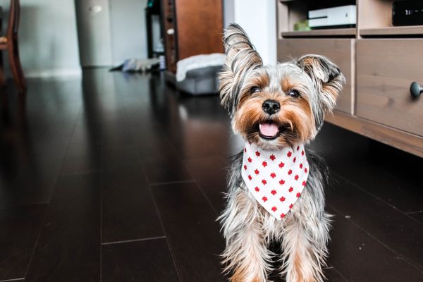 A terrier puppy wearing a spotted bow