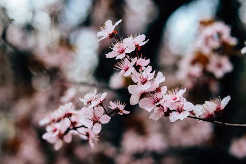 Pink and White Cherry Blossom in Close Up Photography