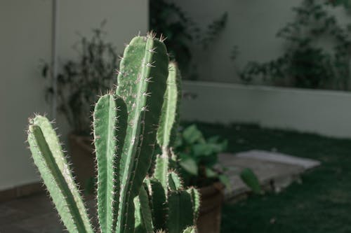 Fotos de stock gratuitas de afilado, al aire libre, cactus