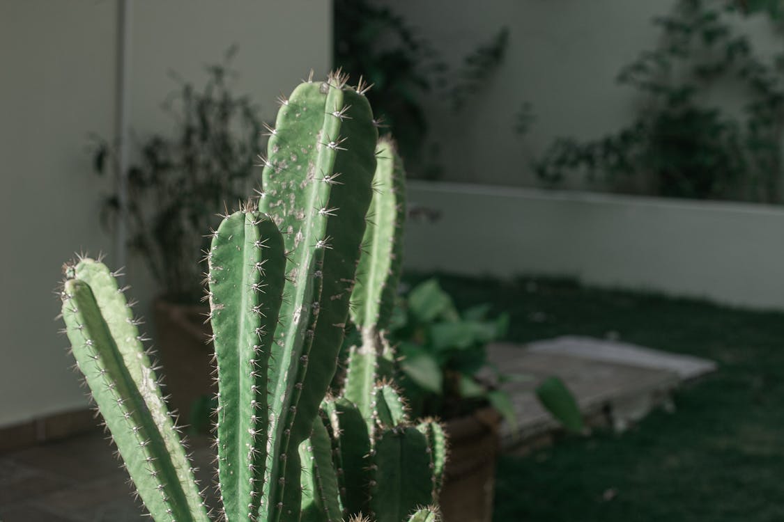 Green Cactus Plant