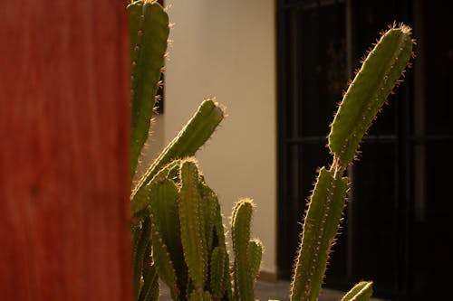 Green Cactus Plant Near Brown Wooden Door