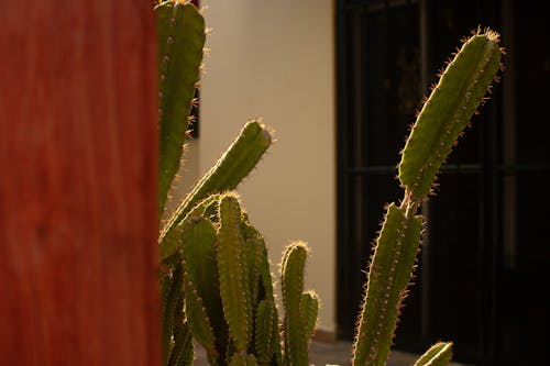 Foto profissional grátis de afiado, agave, ao ar livre