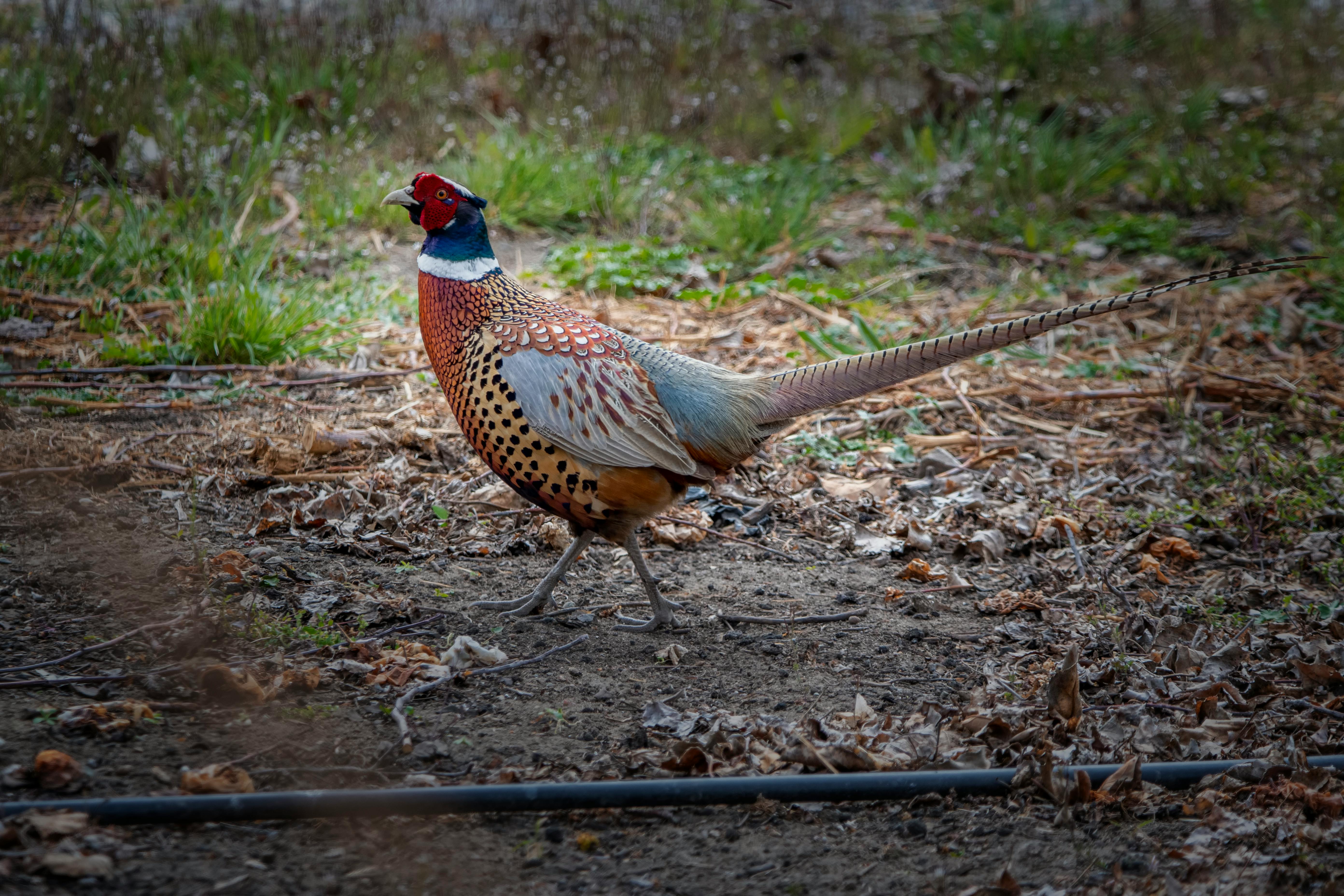 The elaborate courtship and territorial ritual of the ring necked pheasant  in pictures (with accompanying text) - All creatures.... - Wildlife - The  RSPB Community