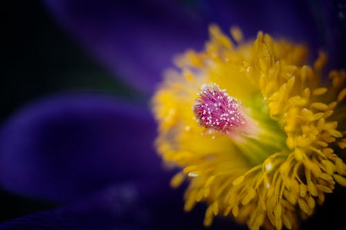Yellow Flower in Macro Shot